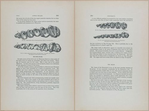E366 - US Geological Survey - 1885 - 14593-14594