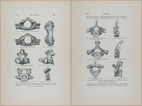 E366 - US Geological Survey - 1885 - 14605-14606