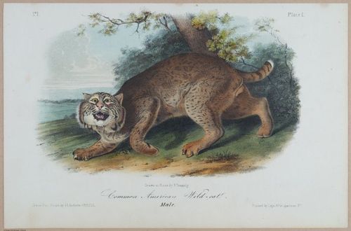 E395 - Breiman Audubon animals - i18358