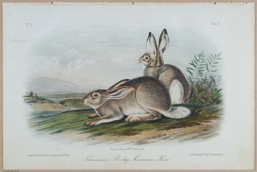 E395 - Breiman Audubon animals - i18360