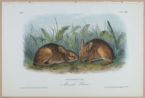 E395 - Breiman Audubon animals - i18362