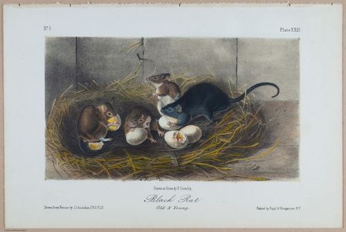 E395 - Breiman Audubon animals - i18363