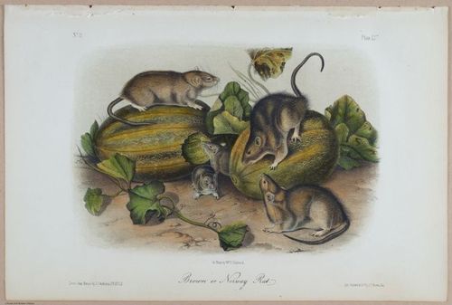 E395 - Breiman Audubon animals - i18370
