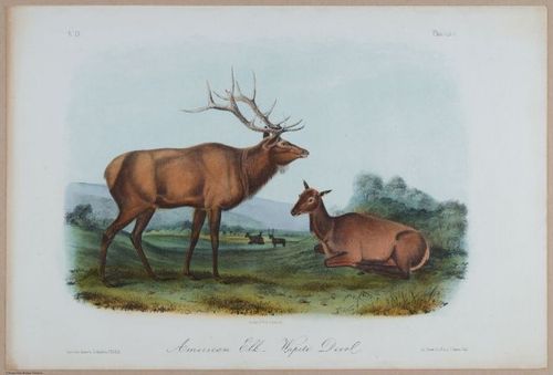 E395 - Breiman Audubon animals - i18372