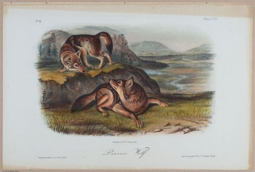 E395 - Breiman Audubon animals - i18377