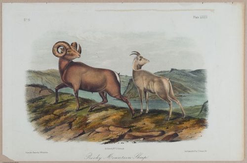 E395 - Breiman Audubon animals - i18378