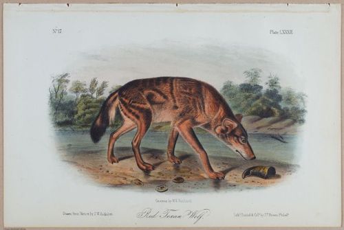 E395 - Breiman Audubon animals - i18381