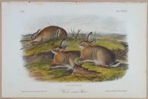 E395 - Breiman Audubon animals - i18384