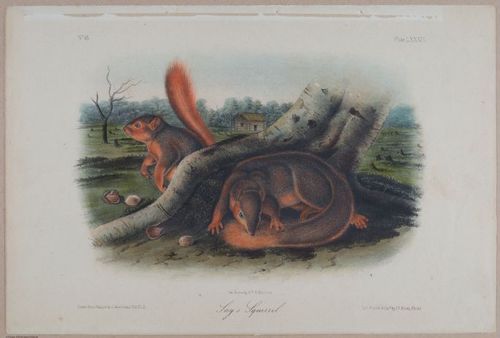 E395 - Breiman Audubon animals - i18385