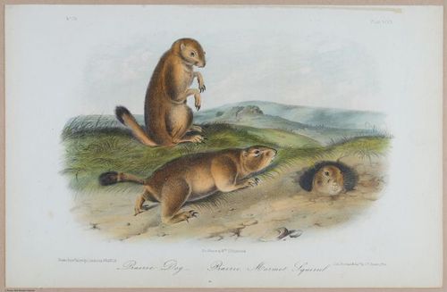 E395 - Breiman Audubon animals - i18389