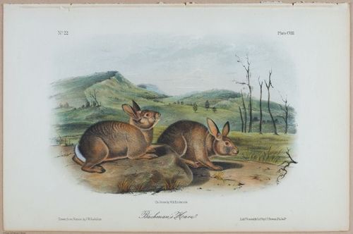 E395 - Breiman Audubon animals - i18391