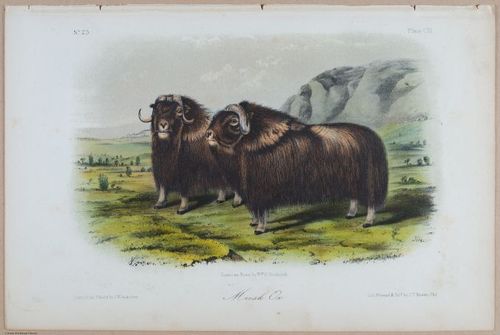 E395 - Breiman Audubon animals - i18393