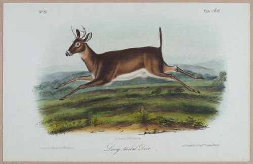 E395 - Breiman Audubon animals - i18398
