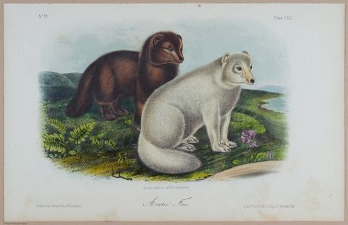 E395 - Breiman Audubon animals - i18399