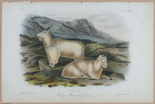 E395 - Breiman Audubon animals - i18404