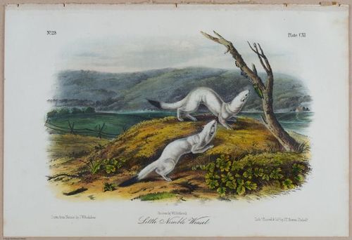 E395 - Breiman Audubon animals - i18408