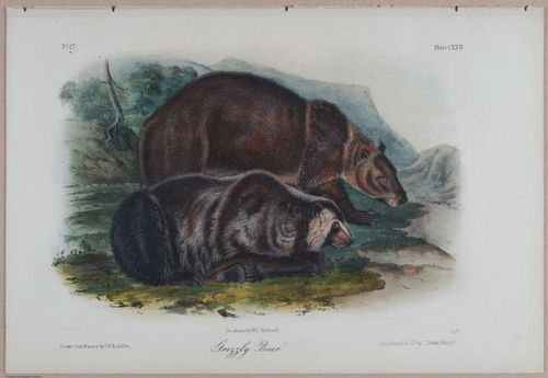 E395 - Breiman Audubon animals - i18413
