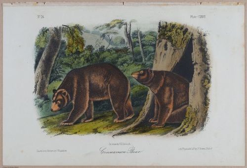 E395 - Breiman Audubon animals - i18415