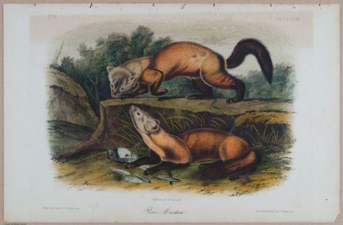 E395 - Breiman Audubon animals - i18416