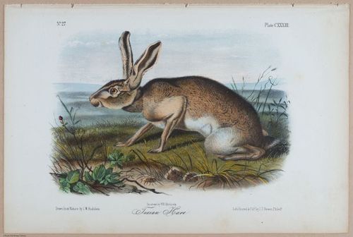 E395 - Breiman Audubon animals - i18420