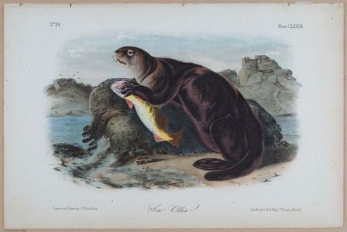 E395 - Breiman Audubon animals - i18425