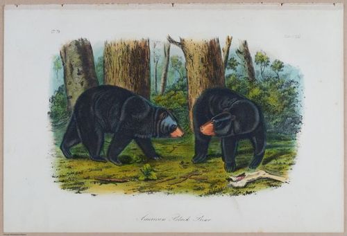 E395 - Breiman Audubon animals - i18427