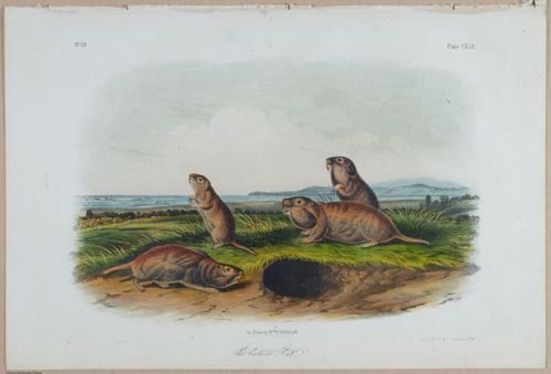 E395 - Breiman Audubon animals - i18430