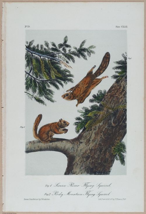 E395 - Breiman Audubon animals - i18431