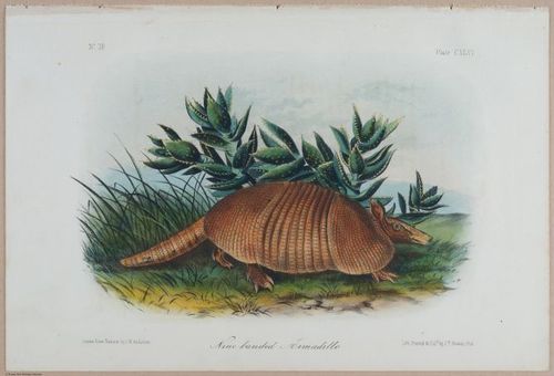 E395 - Breiman Audubon animals - i18434