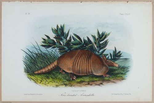 E395 - Breiman Audubon animals - i18435