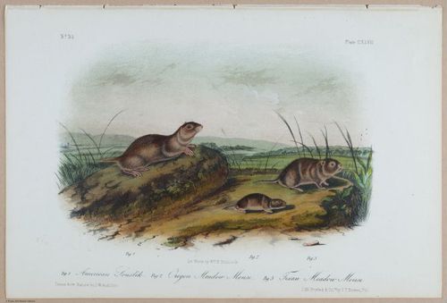 E395 - Breiman Audubon animals - i18436