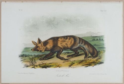 E395 - Breiman Audubon animals - i18439
