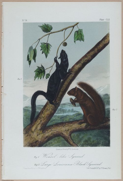 E395 - Breiman Audubon animals - i18440