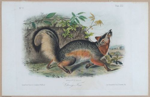 E395 - Breiman Audubon animals - i18444