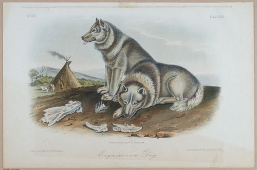 E395 - Breiman Audubon animals - i18447