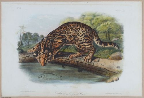 E395 - Breiman Audubon animals - i18448