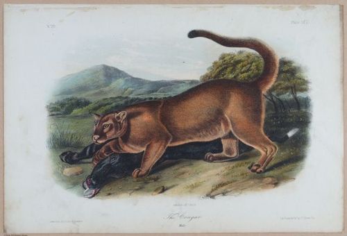 E395 - Breiman Audubon animals - i18449