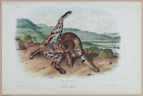 E395 - Breiman Audubon animals - i18450