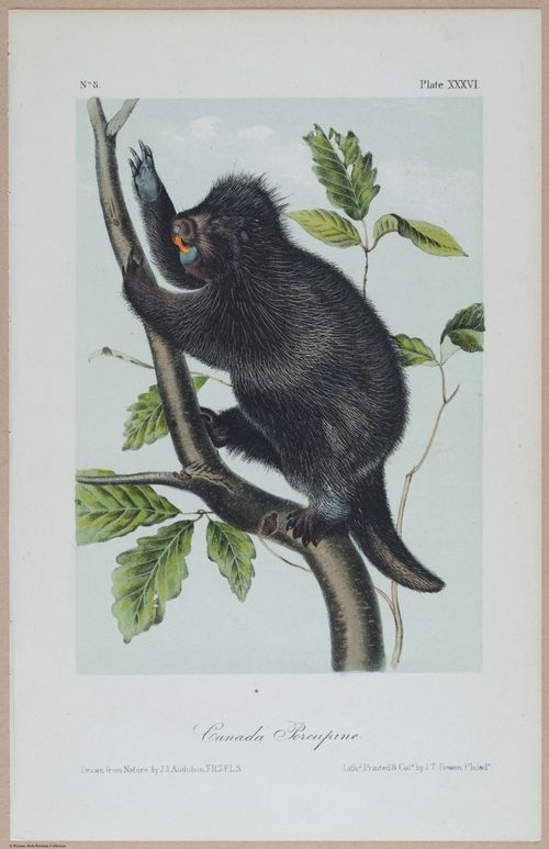 E395 - Breiman Audubon animals - i18452