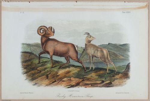 E395 - Breiman Audubon animals - i18379