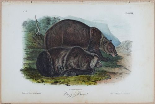 E395 - Breiman Audubon animals - i18406