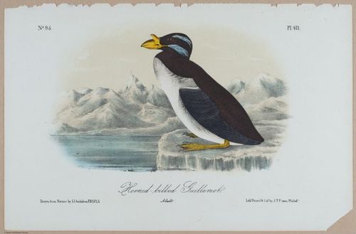 Horn-Billed Guillemot - i18461