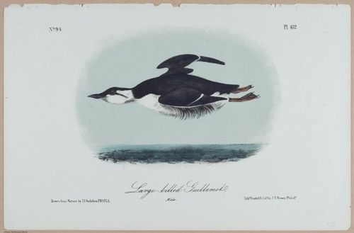 Large-Billed Guillemot - i18462