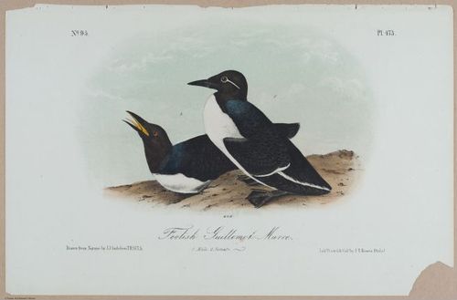 Foolish Guillemot-Murre - i18463