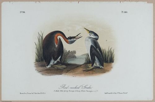 Red-Necked Grebe - i18465