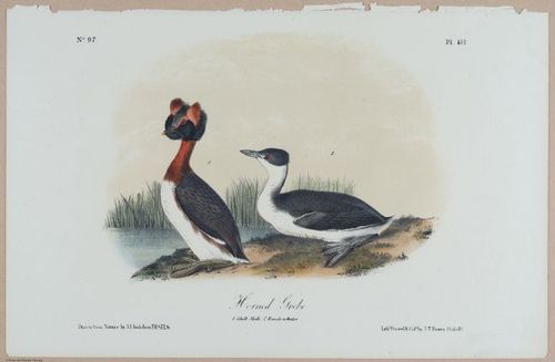 Horned Grebe - i18466