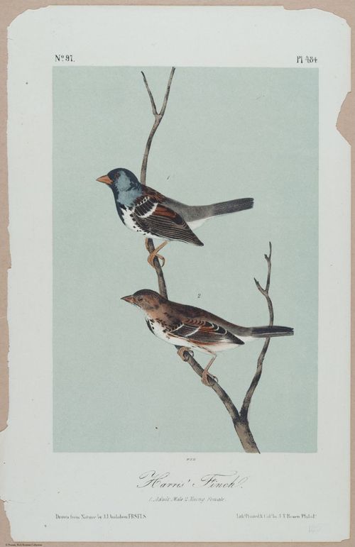 Harris' Finch - i18468