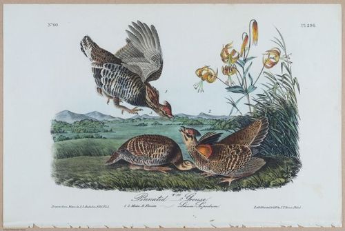 Pinnated Grouse - i18475