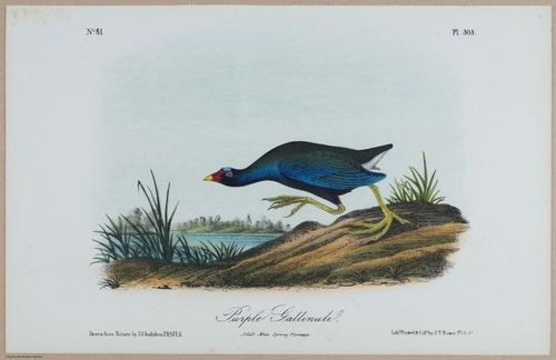 Purple Gallinule - i18478