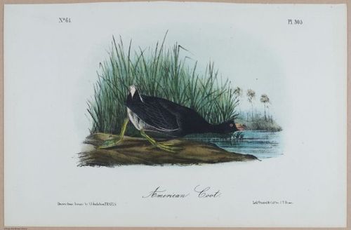 American Coot - i18479